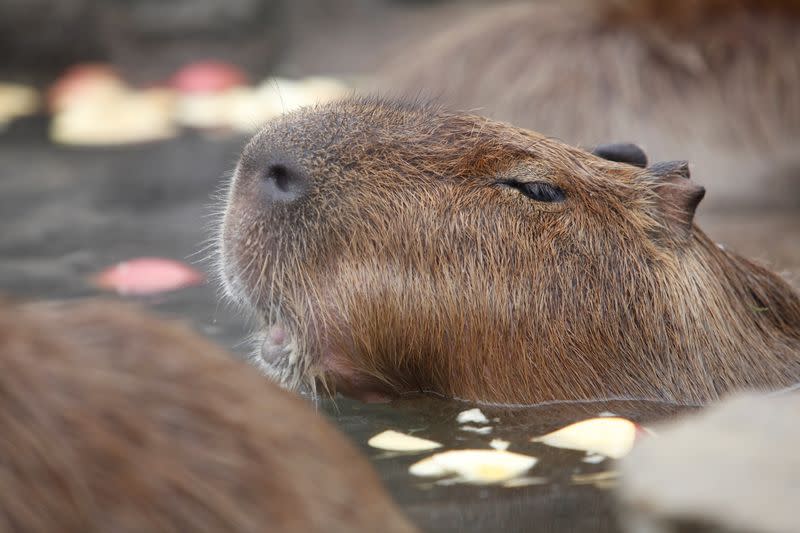 Capybaras sit inside a hot tub full of apples at Izu Shaboten Zoo in Ito