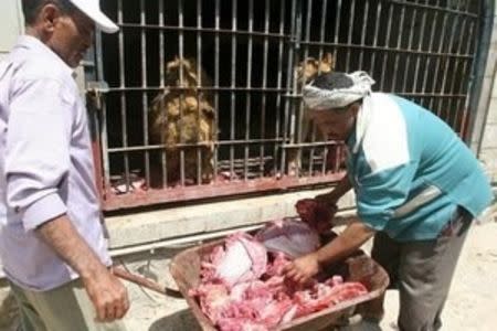 Workers feed lions inside their cage at a zoo in Yemen's southwestern city of Taiz February 23, 2016. REUTERS/Anees Mahyoub