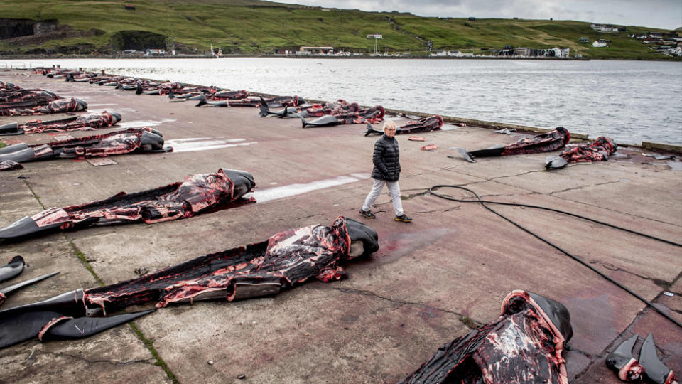 Pilot whales butchered for their meat in the Faroe Islands traditional whale hunt.