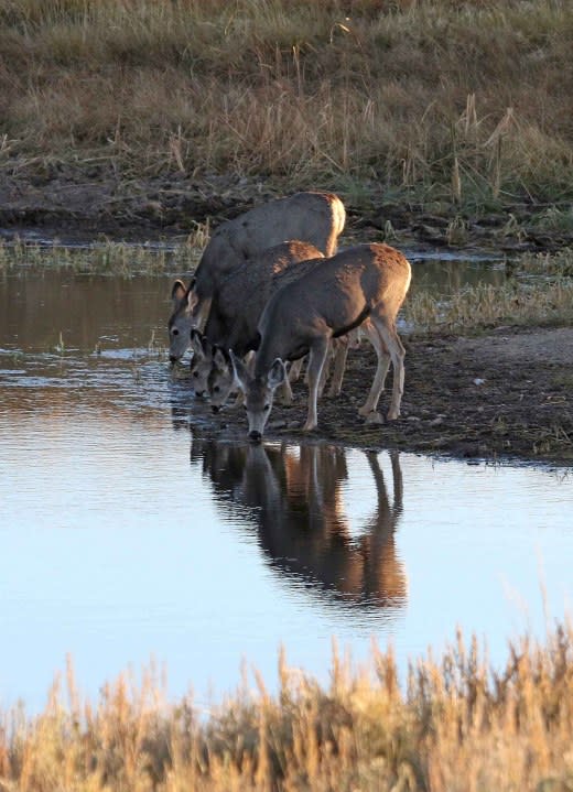 Deer Does and Fawns drink at watering hole. (Courtesy Utah Division of Wildlife Resources)