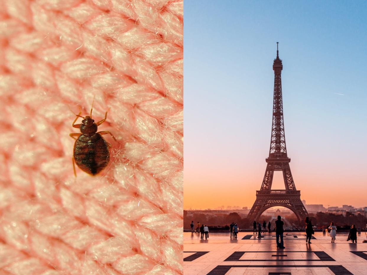 A bedbug on a pink wool fabric and the Eiffel tower with a nice sunset behind it