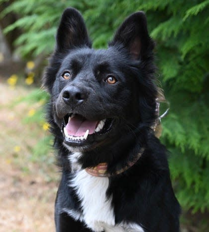 Rennen is housetrained, nearly 2 years old and ready to be adopted from the Oregon Coast Humane Society.