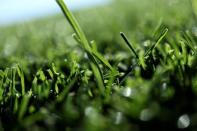 A close-up of grass on the 9th fairway at the Augusta National Golf Club in Augusta, Georgia, U.S. April 4, 2017. REUTERS/Jonathan Ernst