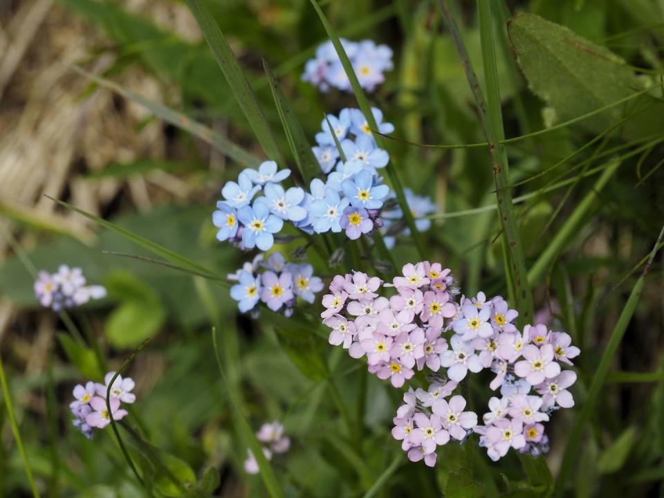 how to grow forget me nots alpestris