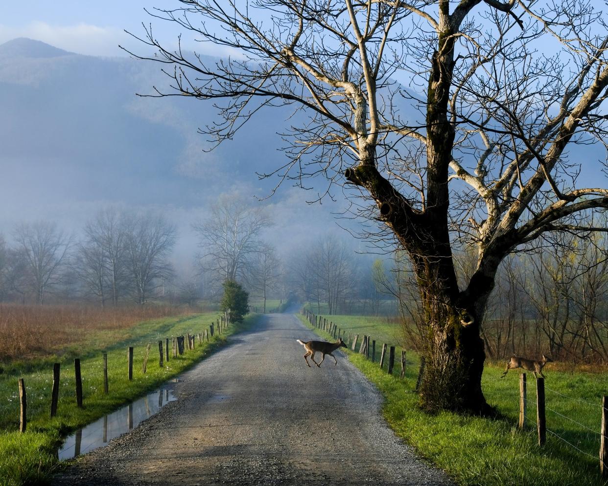 Cades Cove in Great Smoky Mountains National Park, Tennessee