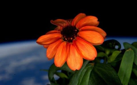 A zinnia flower grow in 2016 in the International Space Station with the Earth in the background   - Credit: European Space Agency&nbsp;