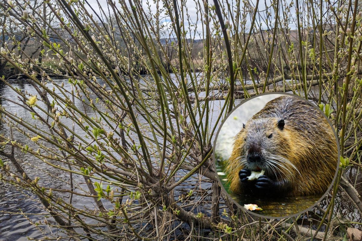 Resprouted beaver-felled trees at River Teith in Callander featuring a beaver <i>(Image: Professor Nigel Willby, University of Stirling)</i>