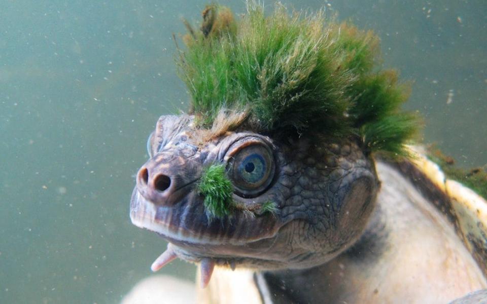 punk-haired Mary River turtle, found in Queensland, Australia