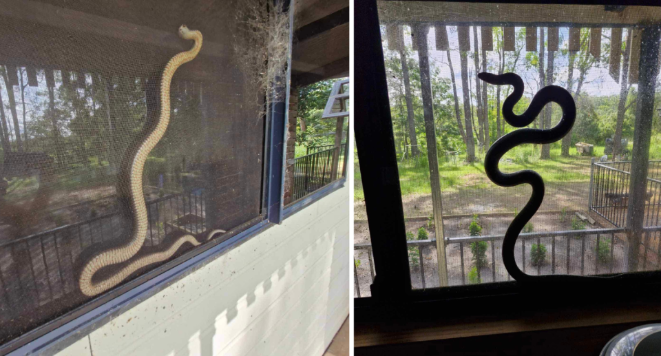 Photos show the snake wedged in between the glass window and the fly screen.