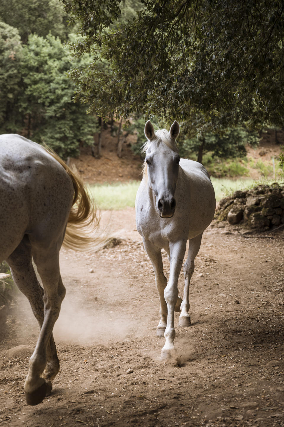 Horses in the estate of Tuscan retreat Ebbio.