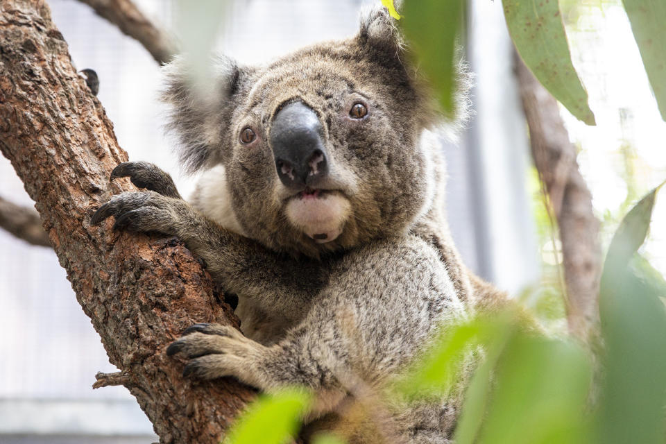 SYDNEY, AUSTRALIA - JANUARY 14: Purkunas the koala is seen during a tour of the Taronga Zoo's Wildlife Hospital at Taronga Zoo on January 14, 2020 in Sydney, Australia. The Federal Government has granted $1 million to support ongoing efforts to help conservation-based zoos like Taronga care for injured and displaced wildlife in the wake of the ongoing bushfire crisis in Australia.  $1 million each will also be given  to Zoos Vic and Zoos SA to support similar programs in those states affected by the devastation of recent bushfires.  (Photo by Jenny Evans/Getty Images)