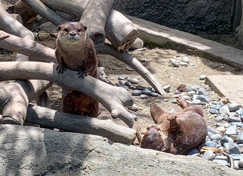 台北市立動物園將於本周日8月1日重新開放。（圖／台北市立動物園提供）