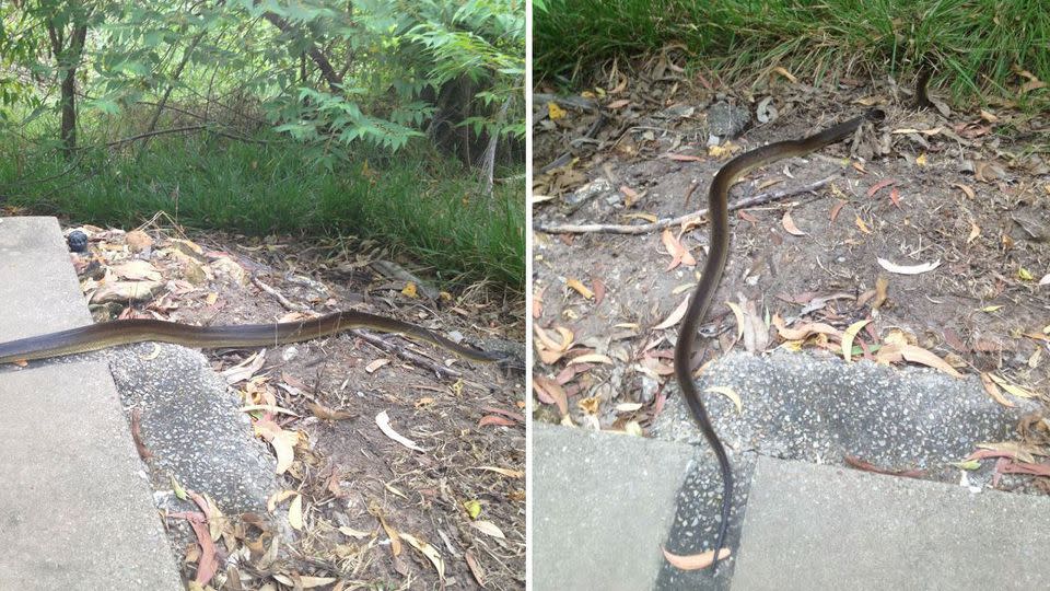 Python takes bathroom break in national park ladies' room