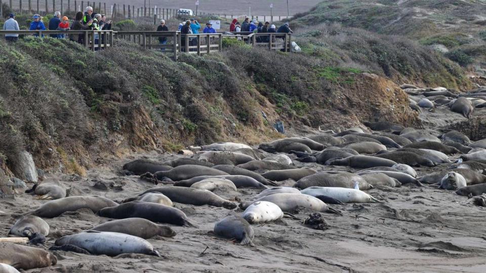 People watch elephant seal moms care for their pups on the beach near the Piedras Blancas Light Station on Jan. 10, 2024.