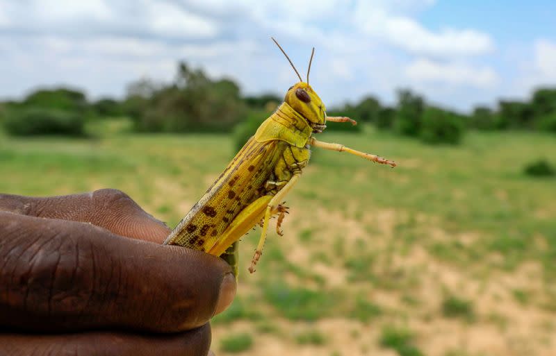 A farmer holds a desert locust in a grazing land on the outskirt of Daynile district of Mogadishu