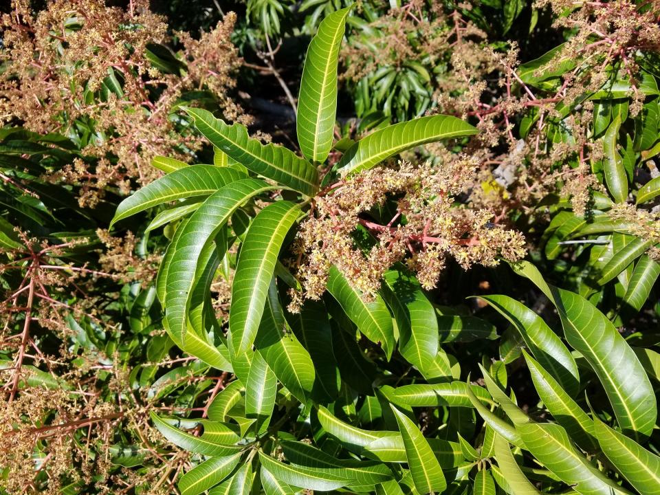 Mango trees have started blooming. Give your trees extra TLC to produce plenty of fruit.