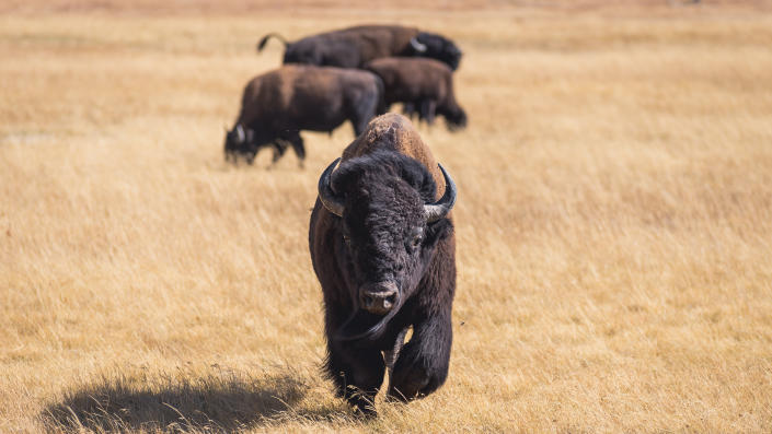  Bison at Yellowstone National Park, Wyoming 