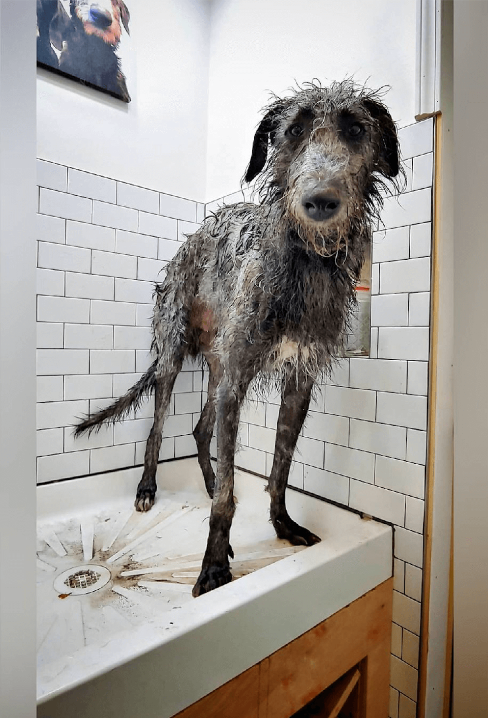 <p>This one is certain to make you smile! Research by the team also found that a third of those with a furry family member regularly give them a massage when bathing them, but do you? </p><p><strong>READ MORE</strong>: <a href="https://www.countryliving.com/uk/wildlife/pets/a32047729/groom-dog-at-home/" rel="nofollow noopener" target="_blank" data-ylk="slk:5 expert tips to help you groom your dog at home;elm:context_link;itc:0;sec:content-canvas" class="link ">5 expert tips to help you groom your dog at home</a><br></p>