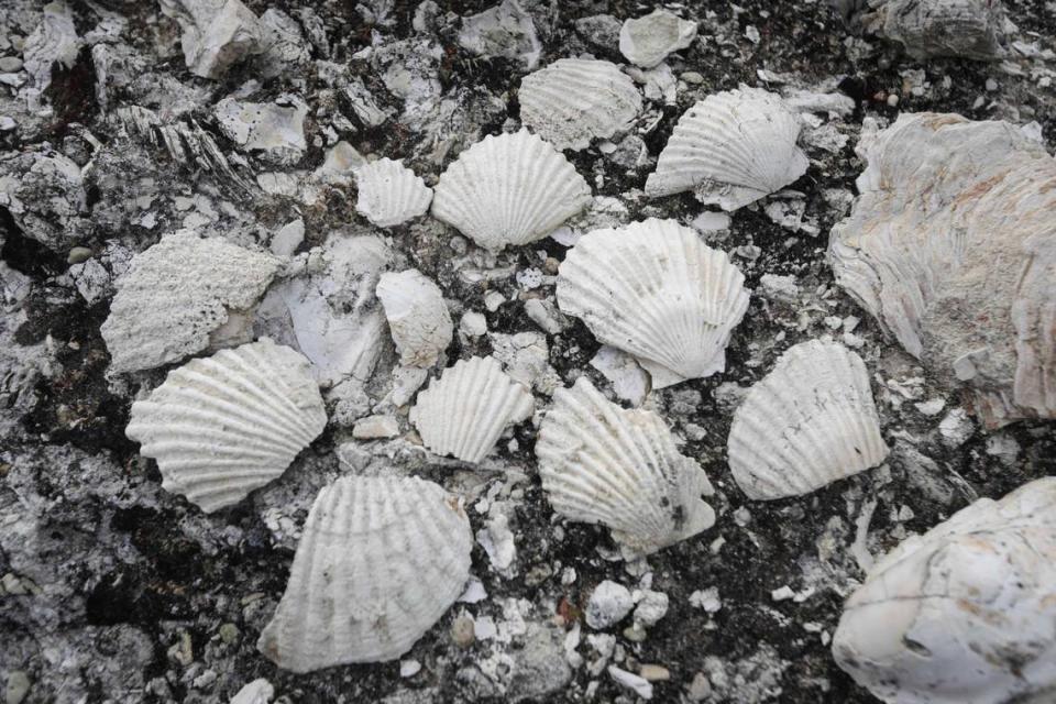 Fossilized shells remain in a portion of the Camatta Ranch that used to be an inland lagoon, shown here on April 26, 2024. The Land Conservancy of San Luis Obispo County has completed a conservation easement to preserve the property.