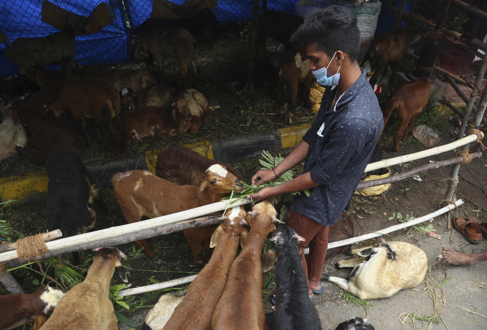 An Indian man feeds his goats and sheep while waiting for customers at a temporary roadside shelter ahead of the Muslim festival Eid al-Adha in Hyderabad, India, Monday, July 19, 2021. Muslims celebrate Eid al-Adha by slaughtering sheep, goats, camels or cows. (AP Photo/Mahesh Kumar A.)