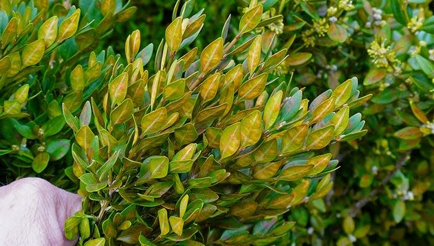 Boxwood leafminer damage is most noticeable in spring and summer.