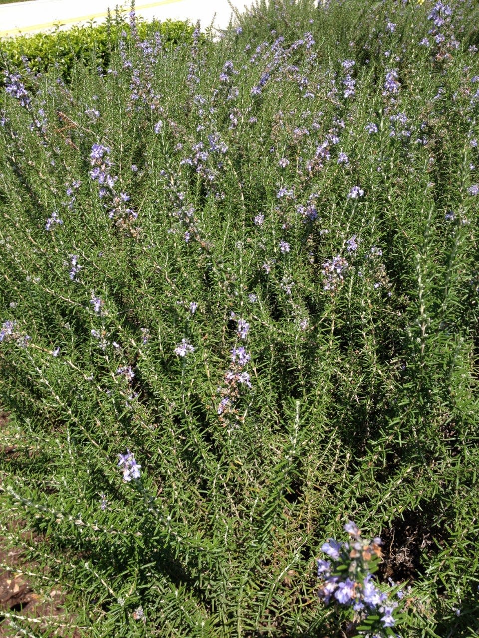 Botanists reclassified rosemary as a sage after DNA studies showed the plant's true heritage.