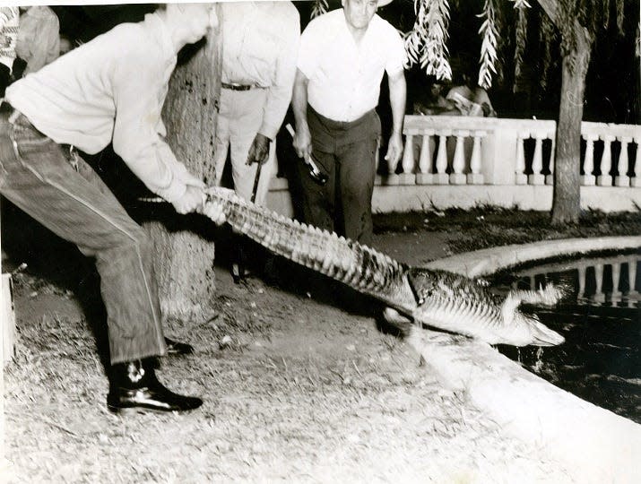 09-26-1951 Robert E. Codner of Tucson, Arizona, tries to keep Abercrombie out of the water long enough for The Times photographer to take a photo with him and city recreation director Bob Shipp.  But Abercrombie couldn't wait to hit the water and Codner lost the uneven battle.  Abercrombie is the new 175-pound, 6-foot alligator given to the city by Codner, who arrived in El Paso with the scaly monster Tuesday evening.