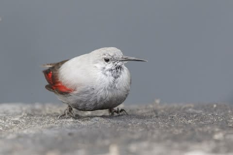 The wallcreeper - Credit: getty