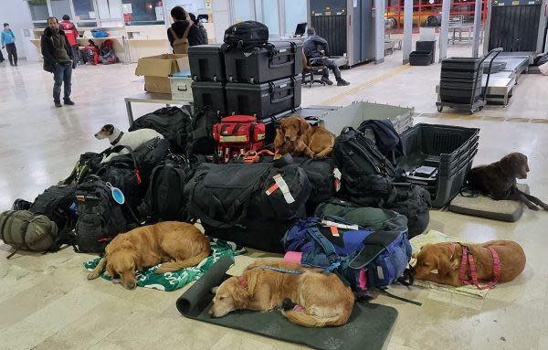斯洛維尼亞的搜救團隊準備返國，搜救犬們累壞在機場睡翻。（翻攝自Roman Starman臉書）
