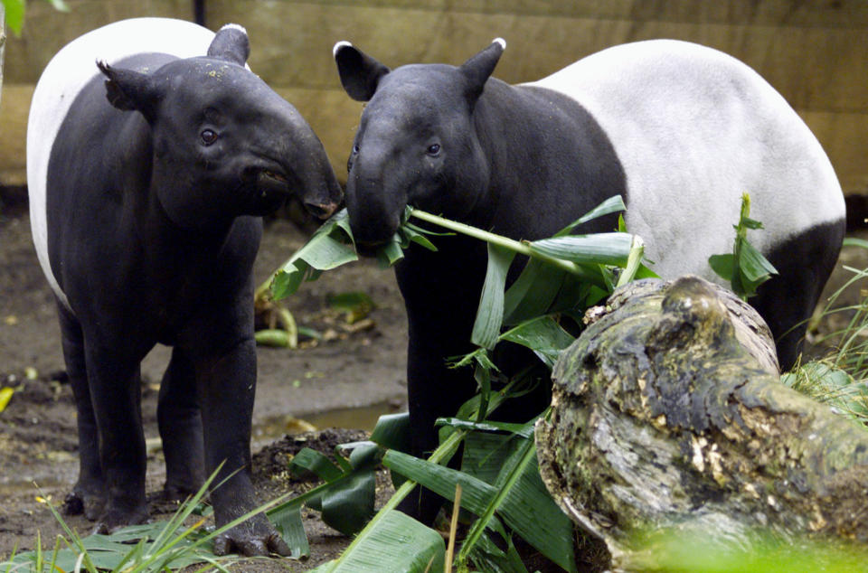 Denise (L), a female Malayan tapir, a recent arrival from Philadelphia Zoo muzzles her way next to Berani, a male tapir at Sydney's Taronga Zoo July 10, where its hoped the newly introduced pair will breed as part of a conservation program for this endangered species. The gentle and shy tapirs, look like a cross between a hippopotamus and a pig but are actually more closely related to horses, using their long and flexible snouts to examine and smell the ground around them to pluck leaves and draw them to their mouths.