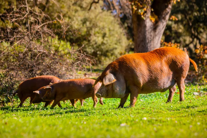 Los cerdos rubios dorados se cr&#xed;an en la serran&#xed;a de Ronda. Foto: La Dehesa de los Monteros