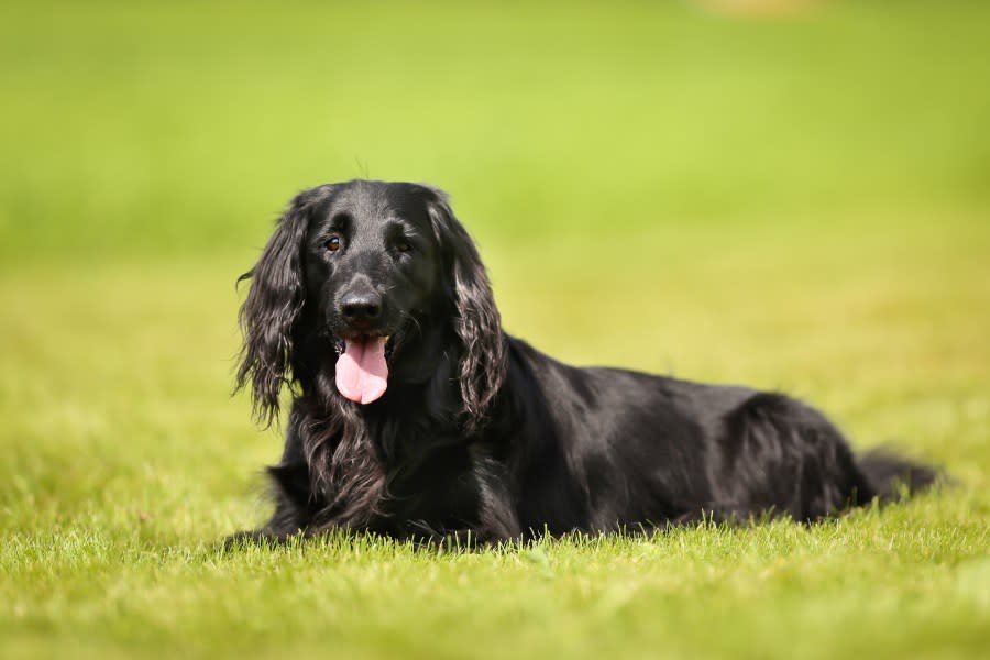 The file image shows a flat-coated retriever. (Getty Images)