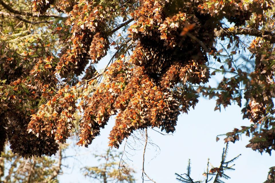 A large cluster of monarch butterflies wintering in the Oyamel fir trees in the forested mountains of Angangueo, Mexico.