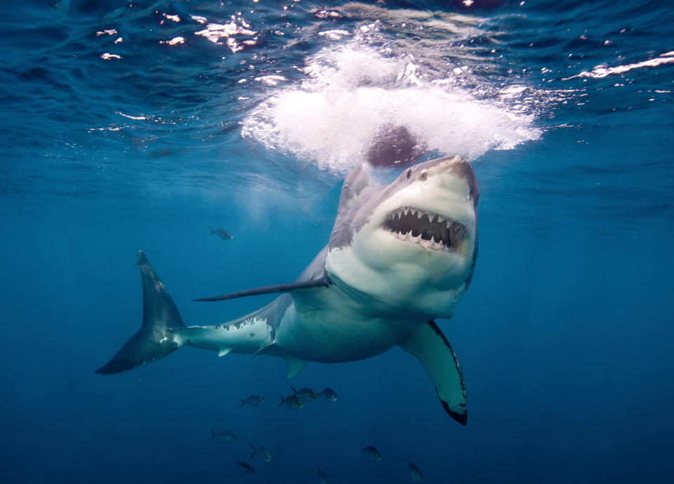 Un tiburón blanco arrebató la presa de un pescador y quedó registrado en video. Foto: Image Source/Getty Images