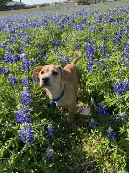 Chuy the dog enjoying the bluebonnets in Central Texas (Courtesy: Vicky Samarripa)