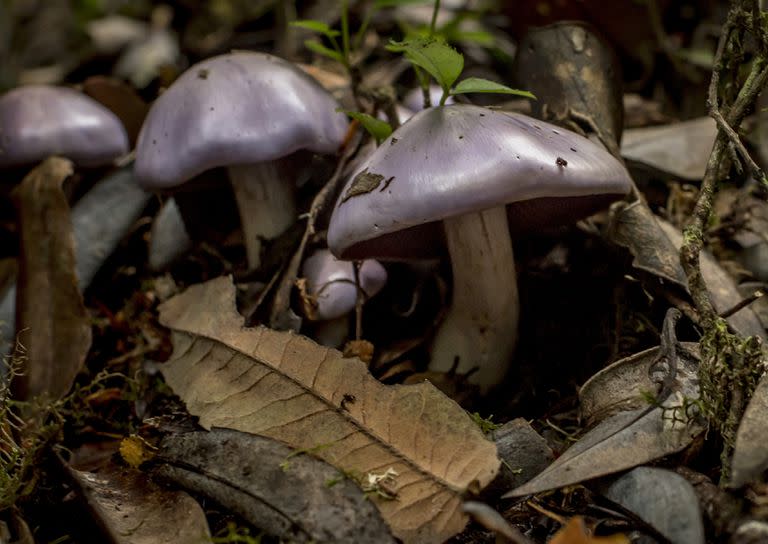 Mushrooms in Alerce Costero National Park in Chile on April 15, 2022. Some species can store exceptionally high amounts of carbon that would otherwise stay in the atmosphere. (Tomas Munita/The New York Times)