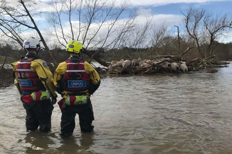 RSPCA Cymru workers rescue sheep from a flooded field in St Asaph in Denbighshire (PA)