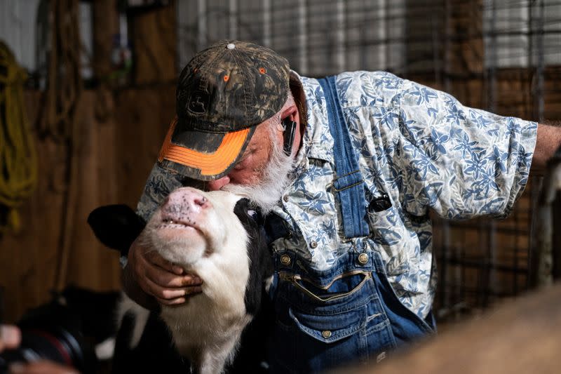 Cow cuddle session at Luz Farms near Monee