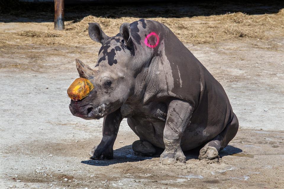 After a three-hour surgery to remove part of a cancerous tumor, Lissa, tries to get to her feet on February 24, 2014, at Lion Country Safari in Loxahatchee. The white rhino went on to live nearly another 10 years before dying in August 2023 at the age of 43.