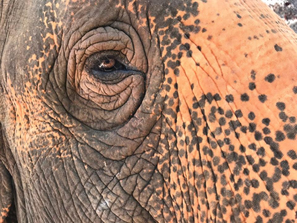 Old elephant with wrinkles and freckles.