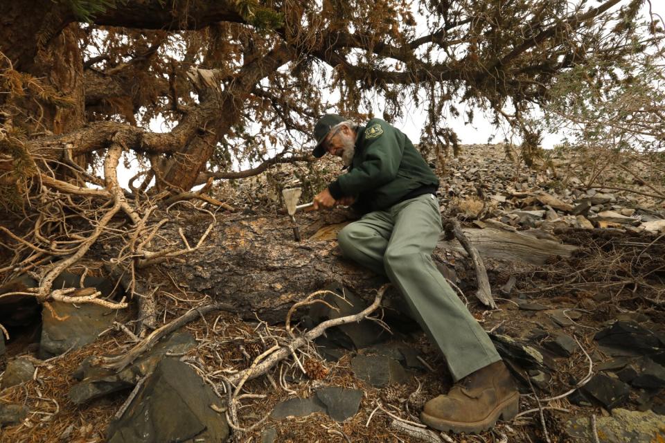 A pathologist takes a sample from a tree.