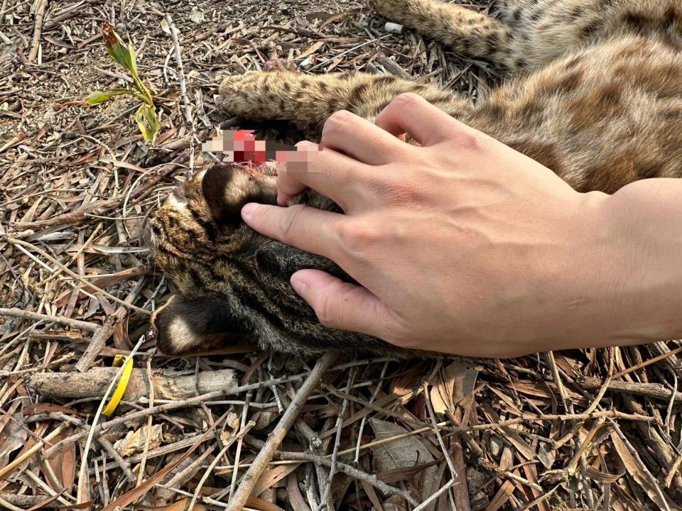 ▲瀕臨絕種的保育類野生動物石虎，被民眾發現倒在彰化花壇東外環道的路旁，嘴巴吐血明顯死亡。（翻攝臉書爆料公社二社）