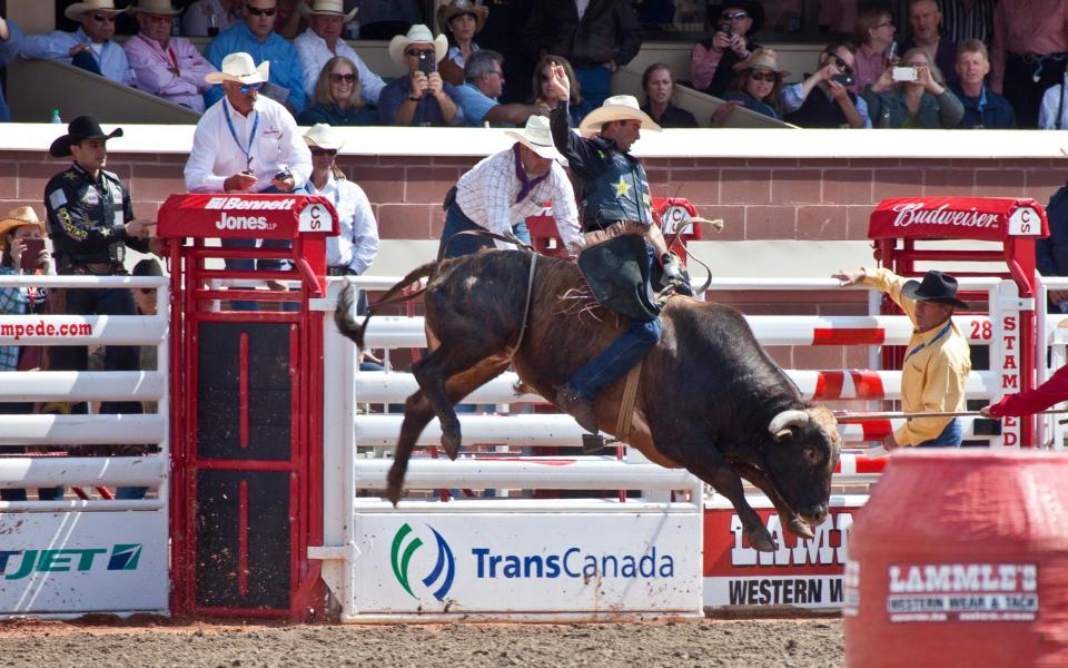 calgary stampede rodeo