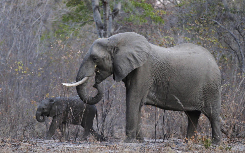 Elephants graze inside Zimbabwe’s Hwange National Park. (Photo: Philimon Bulawayo/Reuters)