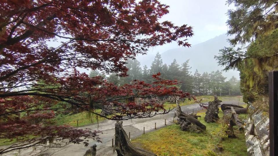 （圖片來源：林務局羅東林區管理處）