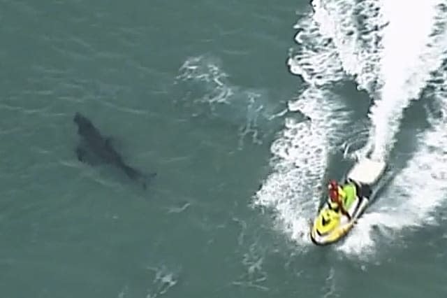 Surfer dies after New South Wales shark attack