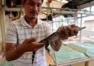 Crocodile breeder Glenn Rebong holds a weeks-old freshwater crocodile, artificially hatched in incubators at a crocodile farm in Puerto Princesa, Palawan island on June 6, 2014