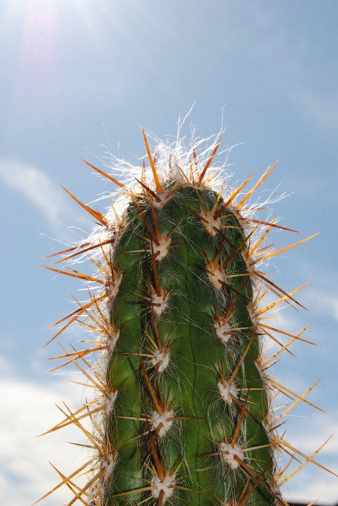 cactus