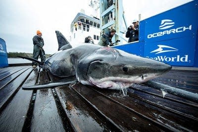 Sable, a 11.5-foot juvenile female white shark tagged by OCEARCH in Sept. 2021, pinged offshore of Vero Beach Jan. 23, 2022.