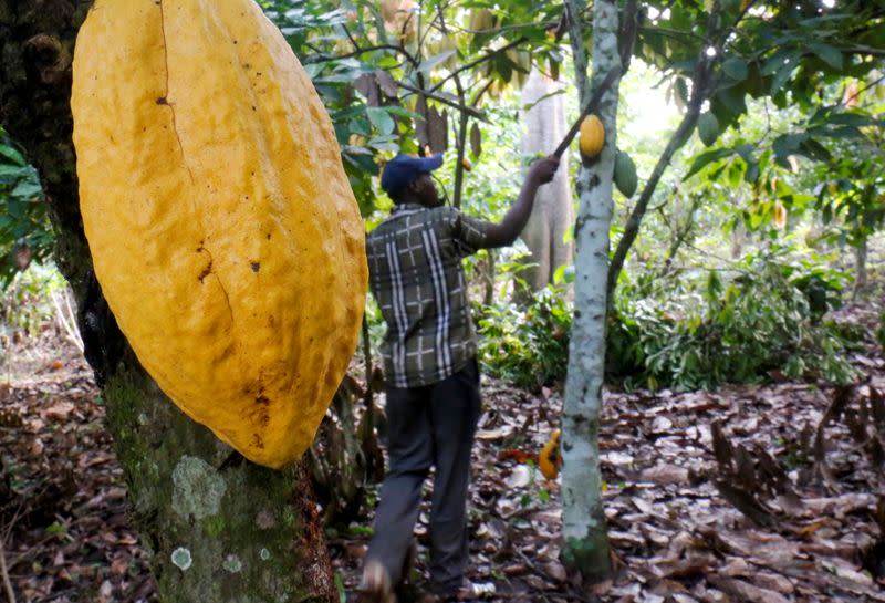 FILE PHOTO: A farmer works in a cocoa farm in Bobia, Gagnoa